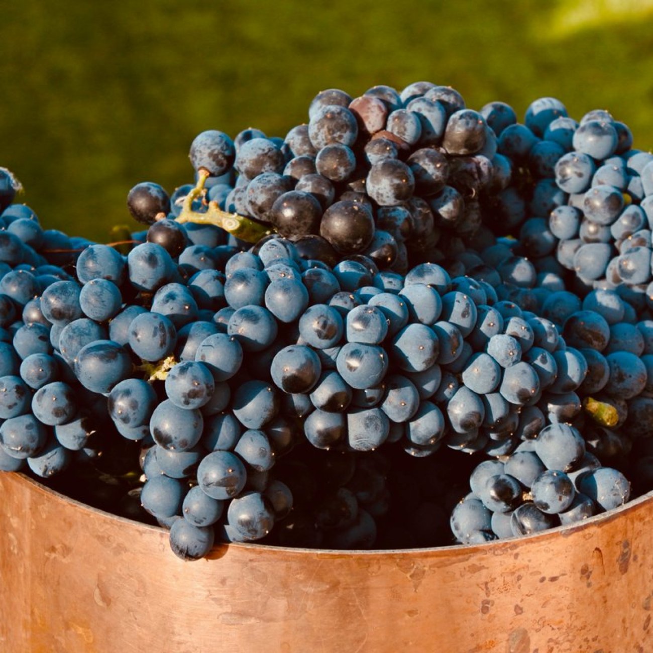 Obrázok Vinič hroznorodý (Vitis vinifera) ‘LEON MILLOT´ – výška 60-80 cm, kont. C3L